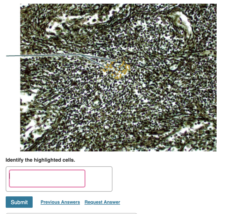 Solved Identify the highlighted structure. Submit Request | Chegg.com