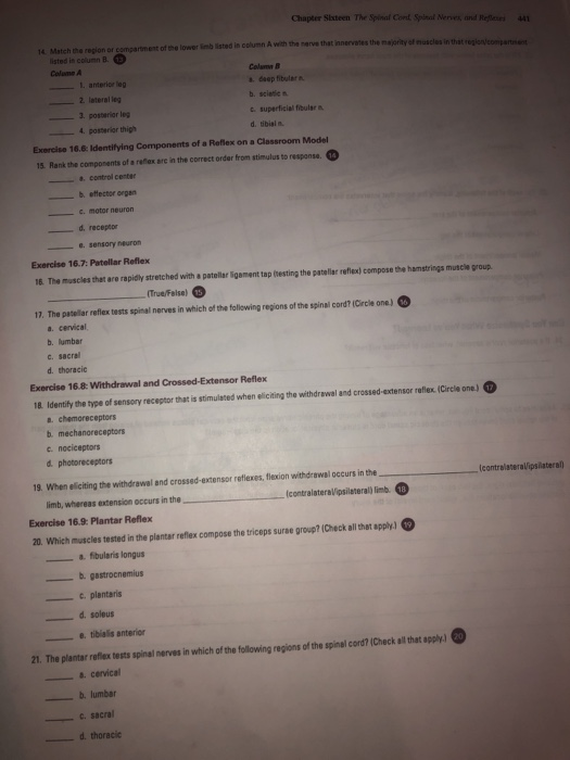 Solved Chapter Sesteen The Spinal Cont Spinal Nerves and | Chegg.com