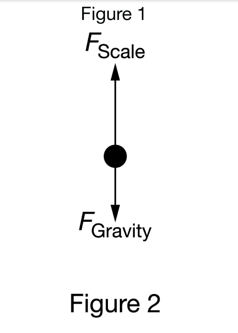 Solved Figure 1 Fscale FGravity Figure 2 A student is | Chegg.com