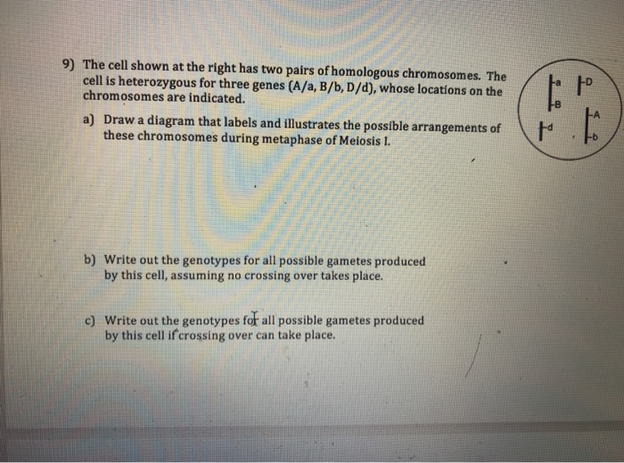 Solved 9) The cell shown at the right has two pairs of | Chegg.com