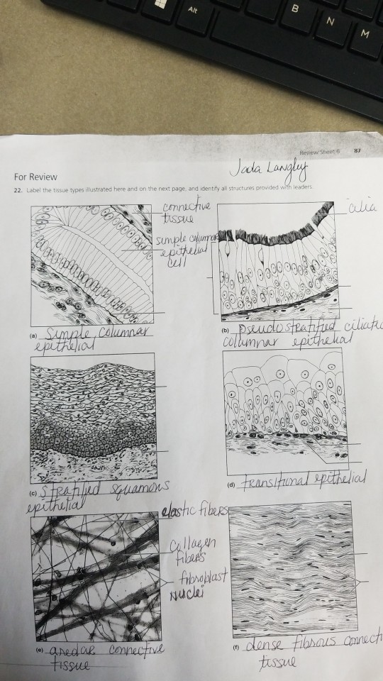 Label The Tissue Types Illustrated Here - Best Label Ideas 2019