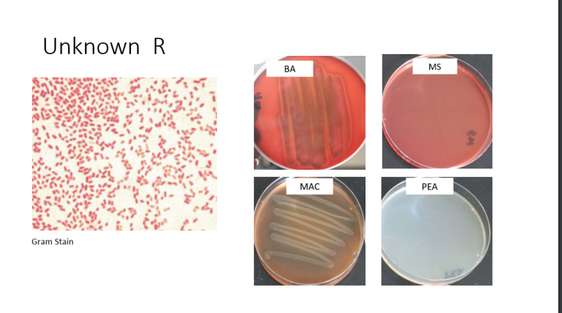 Solved UNKNOWN GRAM STAIN SHAPE ARRANGEMENT | Chegg.com