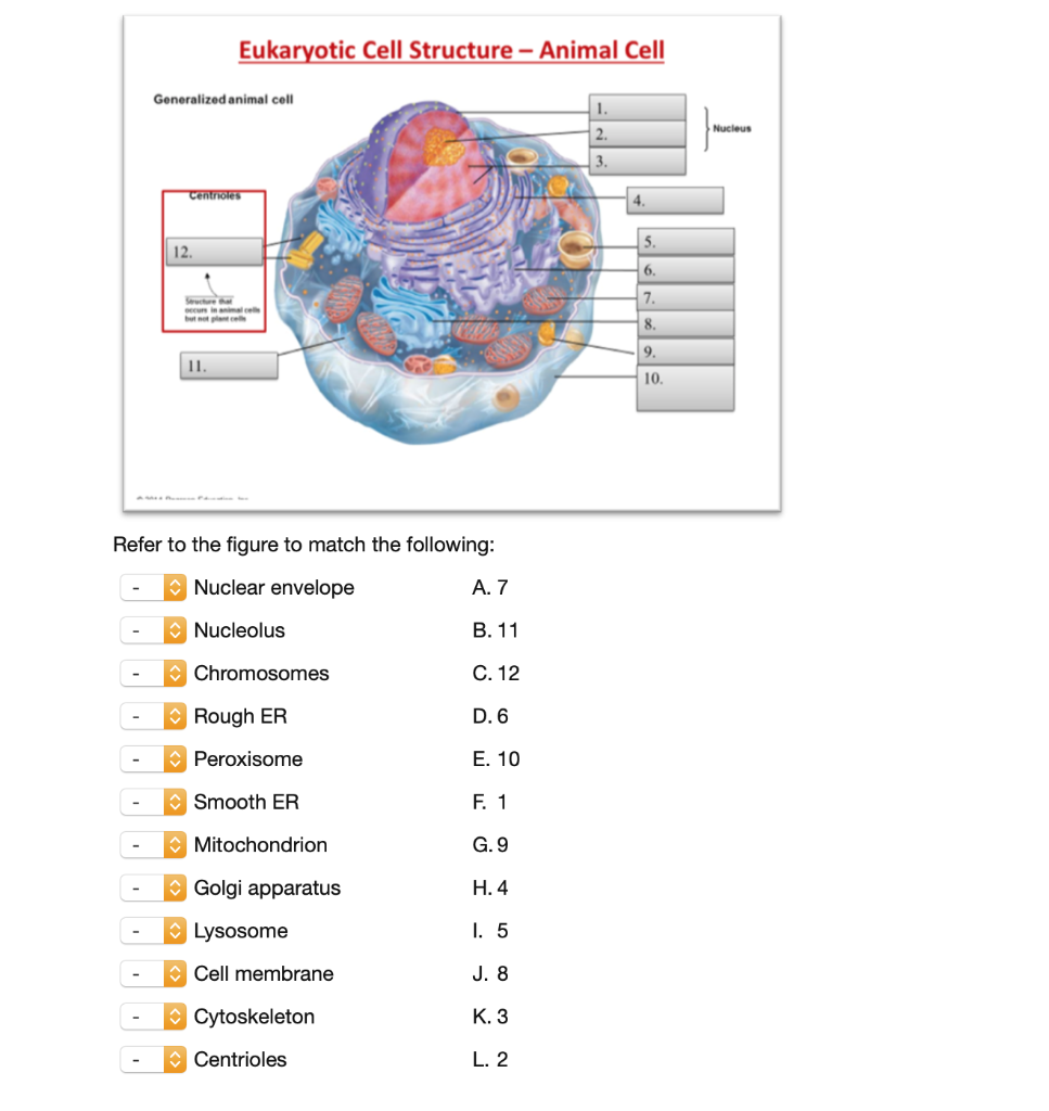 Eukaryotic Cell Structure Animal Cell Generalized Chegg Com