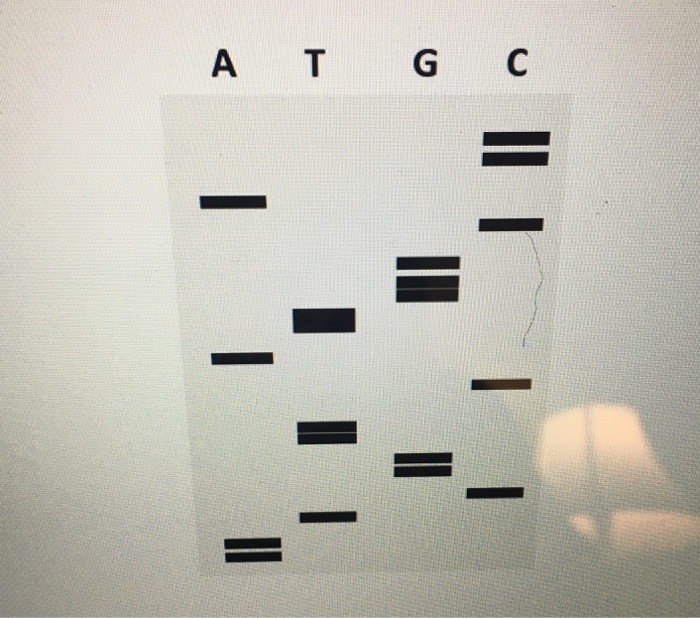 Solved Shown below is the gel that has resulted from a | Chegg.com