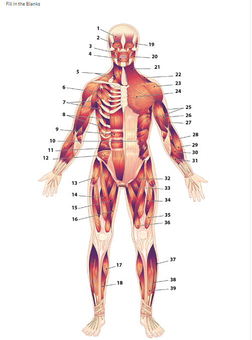 Fill in the Blanks Superficial trunk muscles are on | Chegg.com