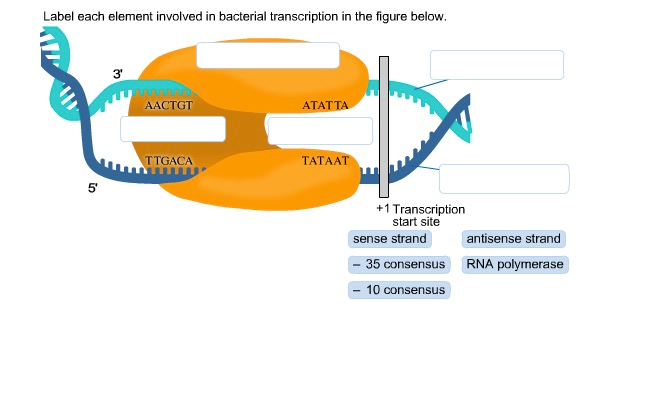 Solved Label each element involved in bacterial | Chegg.com