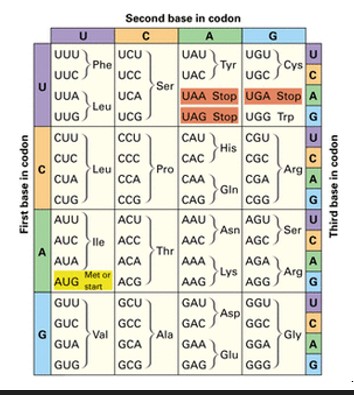 Solved Protein Synthesis TACGCCCTGAACAAGACAATT Write the | Chegg.com