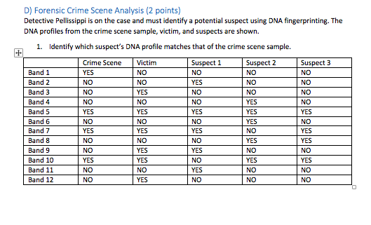 + D) Forensic Crime Scene Analysis (2 points) Detective Pellissippi is on the case and must identify a potential suspect usin