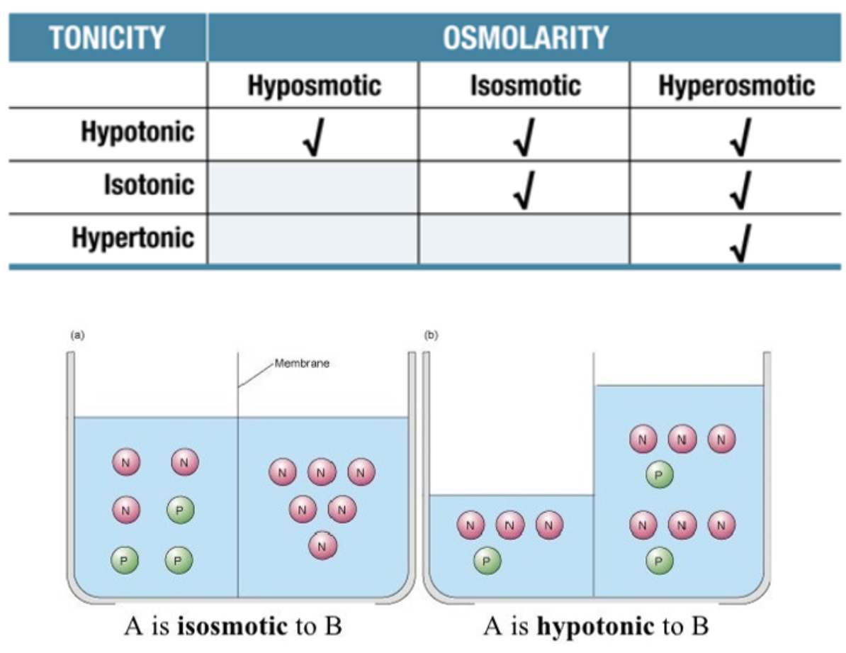 Solved A is isosmotic to B A is hypotonic to B