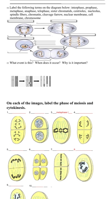 32 Label The Phases Of Meiosis - Labels Database 2020