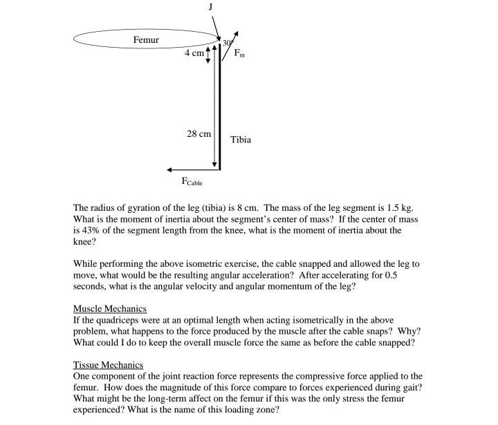 Solved Femur 4 cm 28 cm Tibia Cable The radius of gyration | Chegg.com