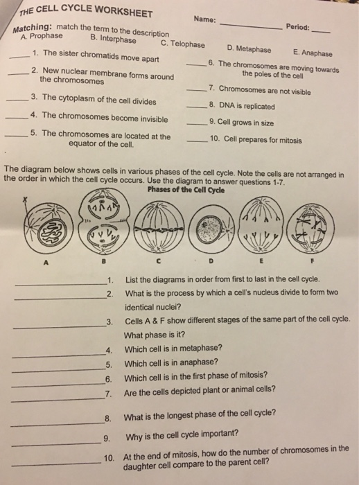 The Cell Cycle Worksheet Answers - Promotiontablecovers