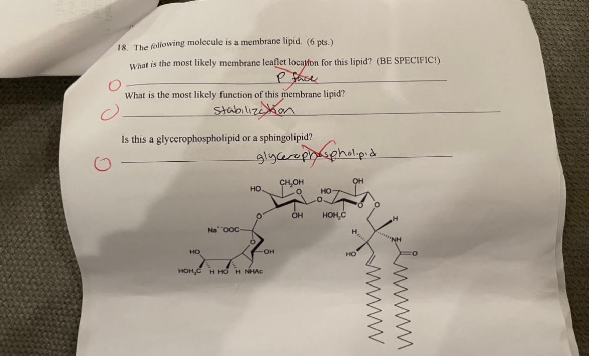 Solved 18. The following molecule is a membrane lipid. (6 | Chegg.com