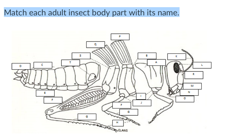 Solved Match each adult insect body part with its name. min | Chegg.com