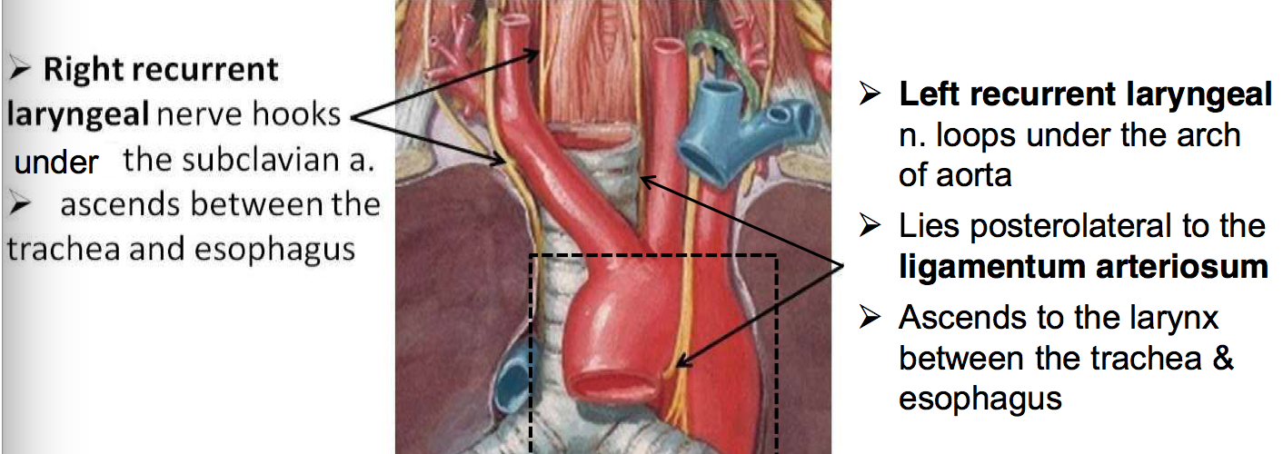 left recurrent laryngeal nerve ligamentum arteriosum