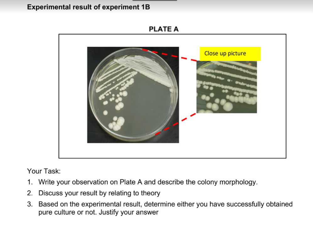 Solved Experimental Result Of Experiment 1B PLATE A Close Up | Chegg.com