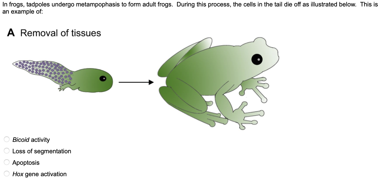 Solved Even skipped and fushi tarazu are genes in | Chegg.com