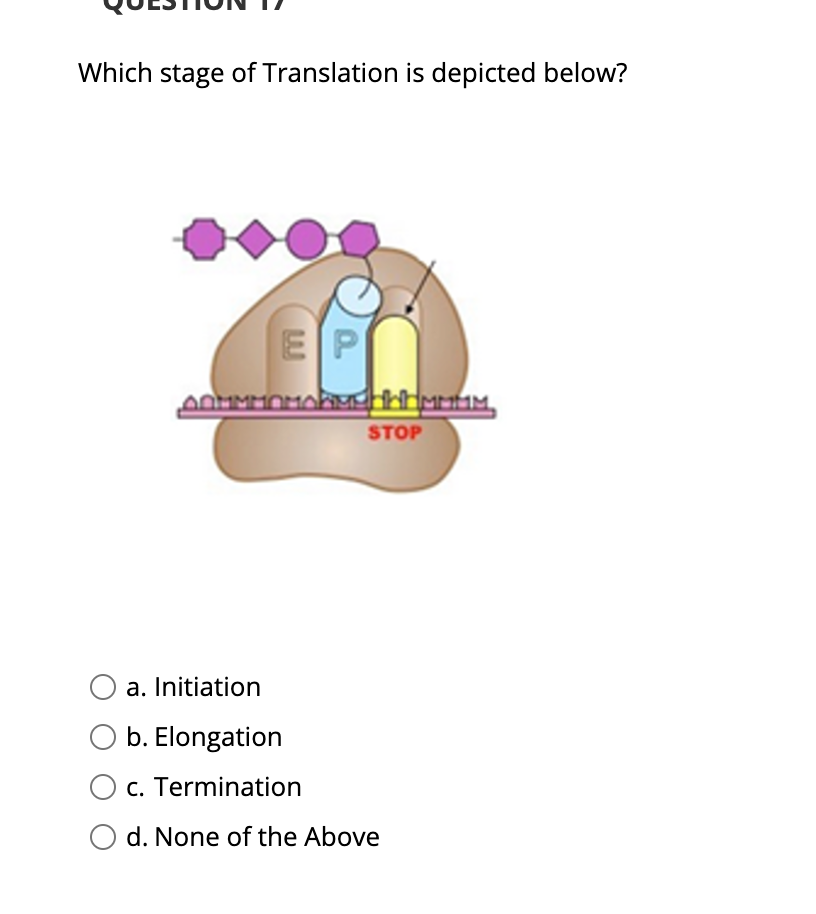 Solved Which stage of Translation is depicted below? EP