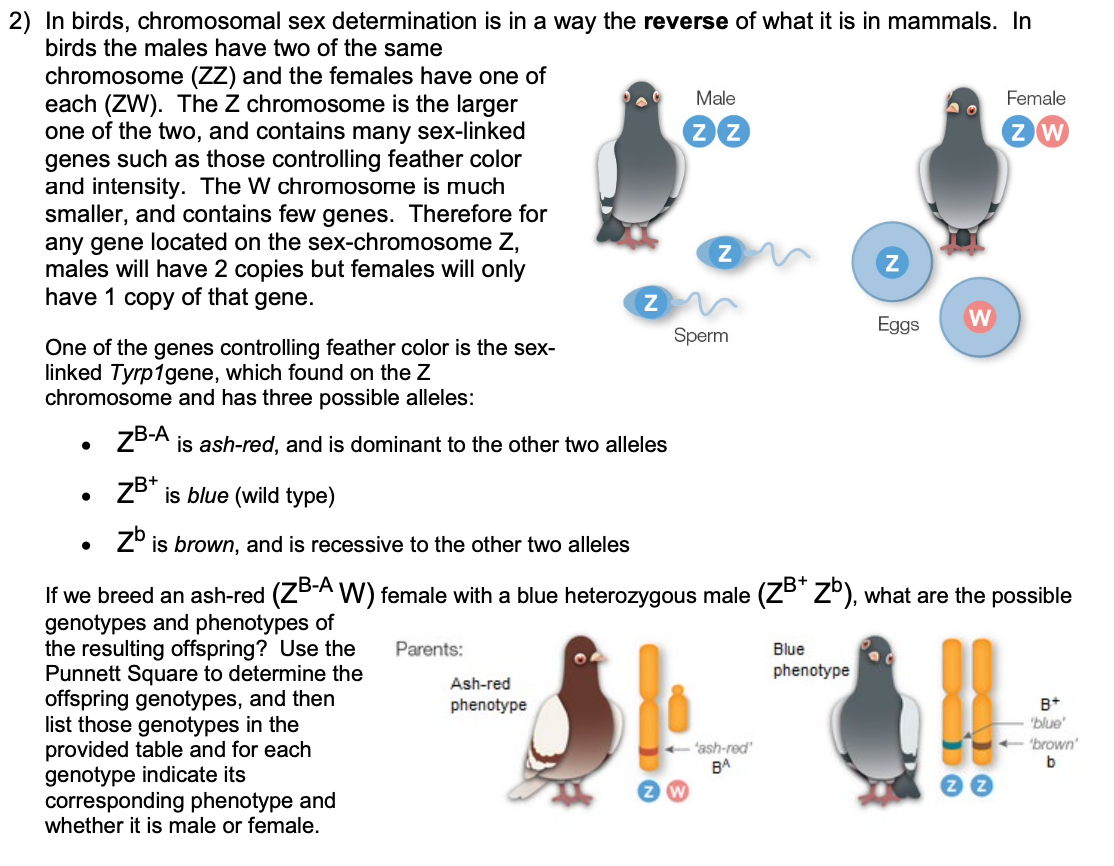 Solved 2) In birds, chromosomal sex determination is in a | Chegg.com