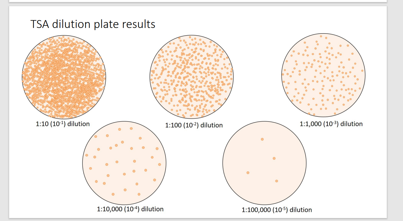 Solved Quantitative Urine Culture and Identification of