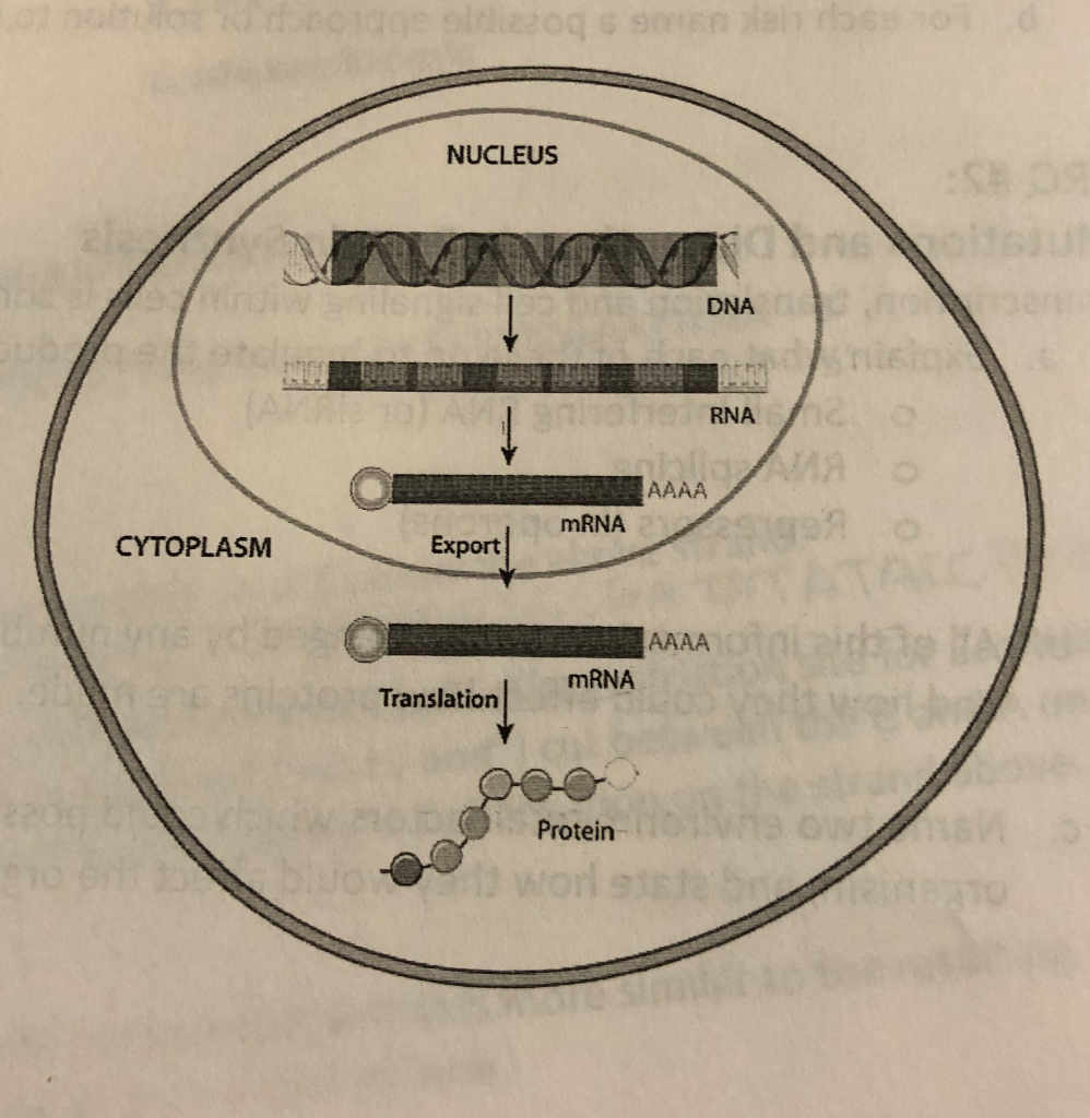 Solved The figure shows the process of gene expression for a | Chegg.com