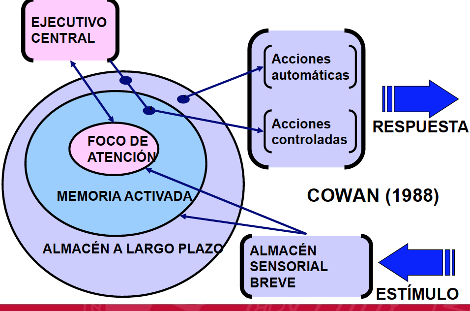 evaluacion-- atencion percepcion memoria Flashcards 