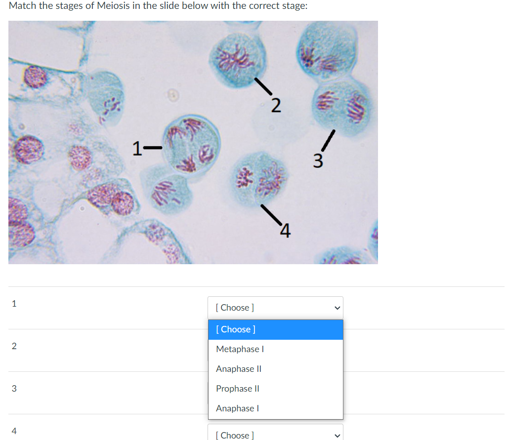 Solved Match the stages of Meiosis in the slide below with | Chegg.com