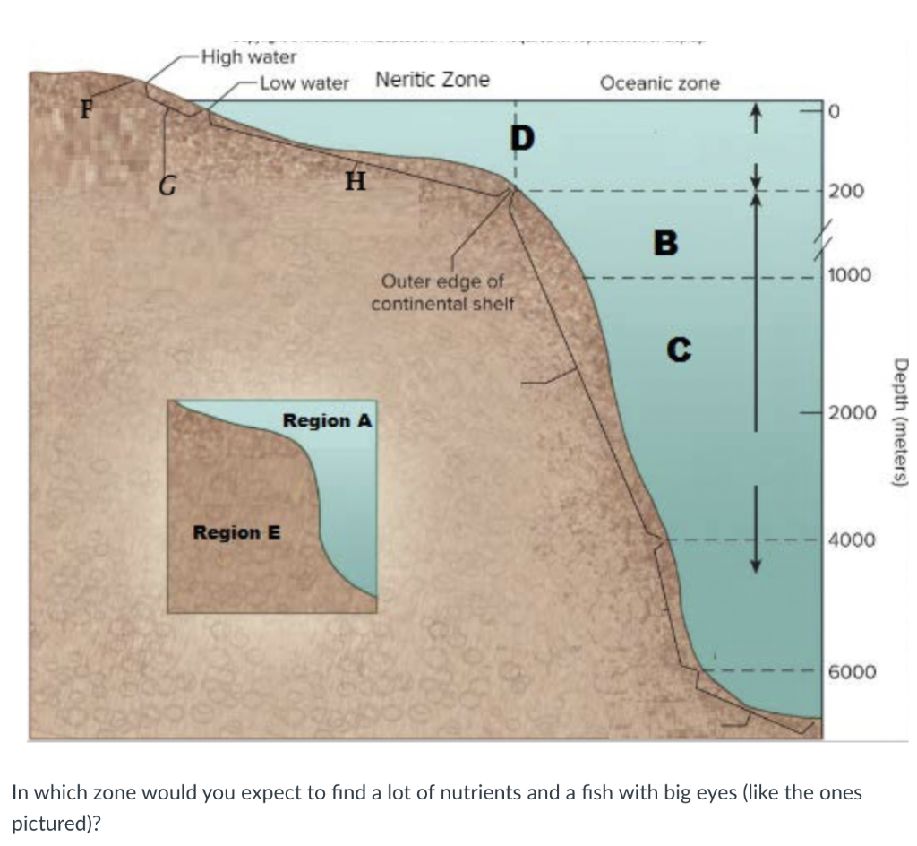 neritic zone diagram