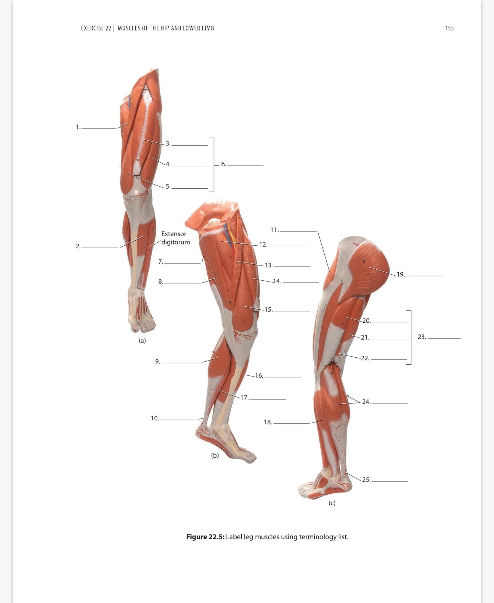 5 lower body discount muscles