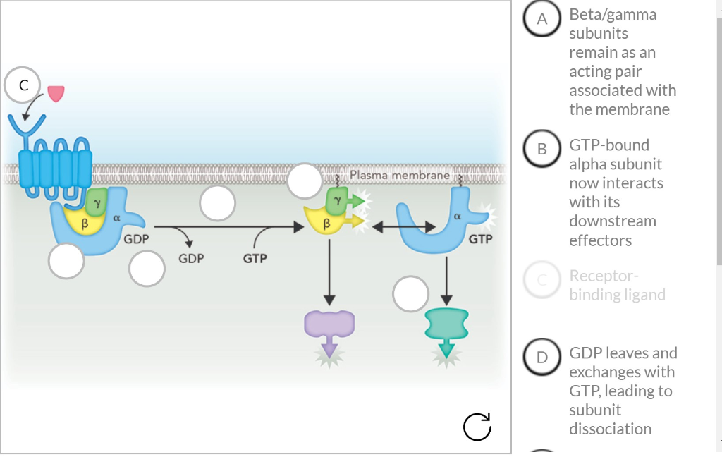 Solved GTPcoupled receptors bind and interact with