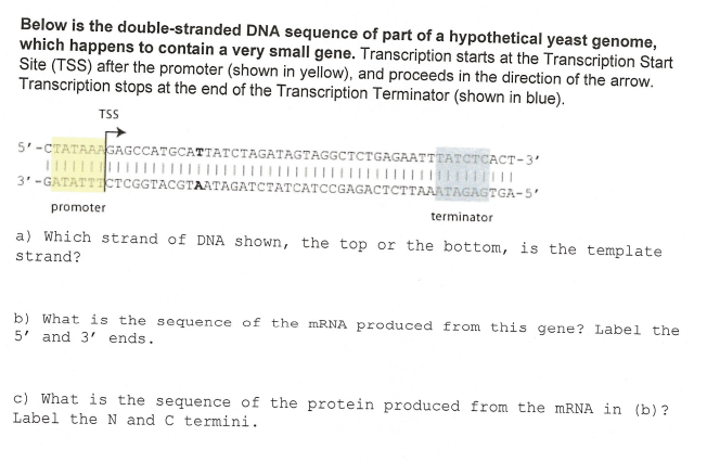 Solved Below Is The Double Stranded Dna Sequence Of Part Of 3341