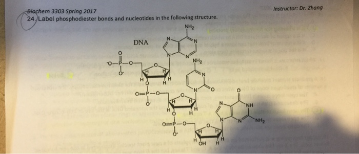 Solved Label phosphodiester bonds and nucleotides in the | Chegg.com