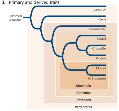 Solved All mammals have hair & a backbone. For mammals: | Chegg.com