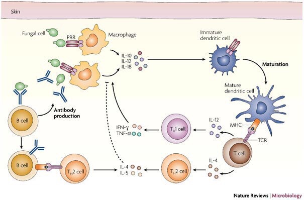 Solved Skin Fungal cell Macrophage Immature dendritic cell | Chegg.com