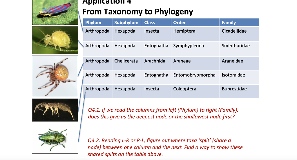 Solved Applicati From Taxonomy to Phylogeny Phylum Subphylum | Chegg.com
