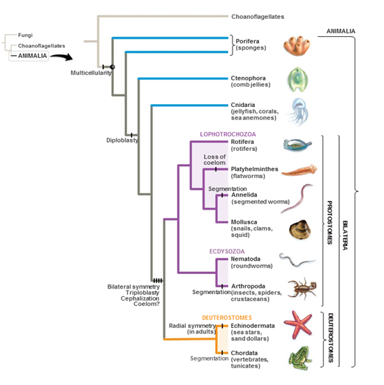 Solved Which organism represents the basal taxon or | Chegg.com