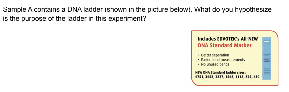 Solved Sample A contains a DNA ladder (shown in the picture | Chegg.com