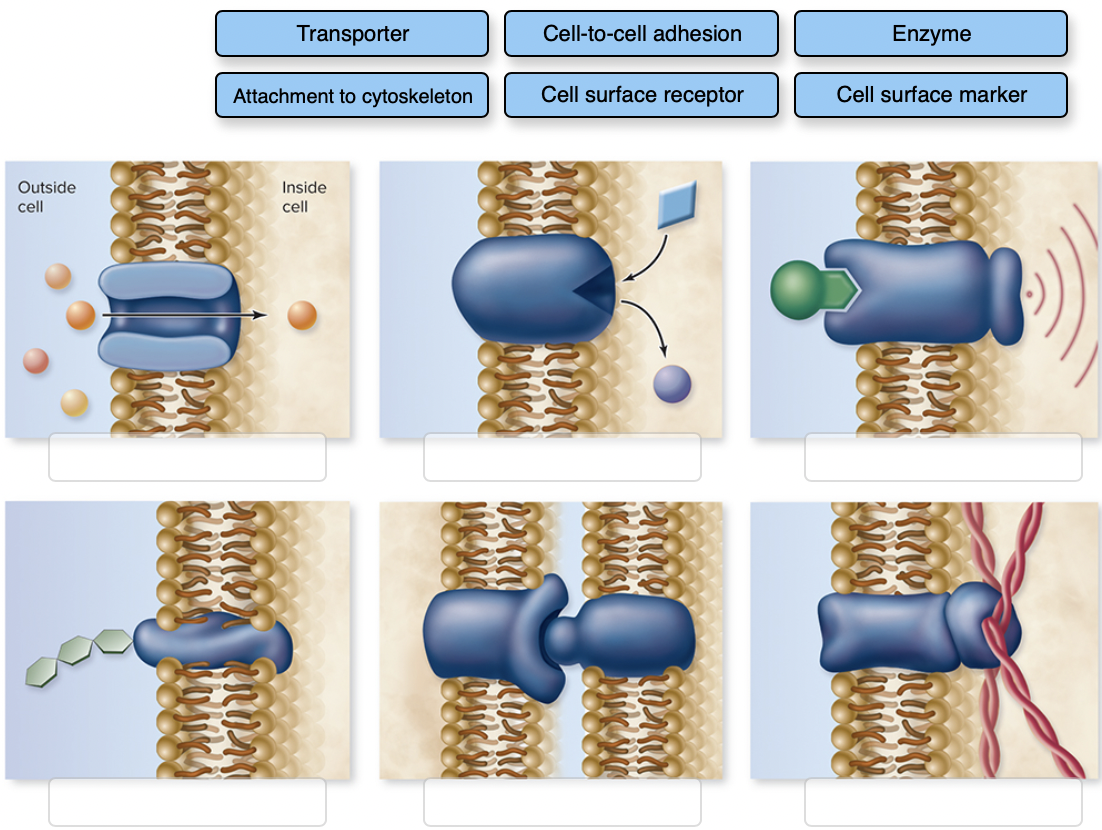 Solved How drugs get into the bloodstream Transdermal drug | Chegg.com