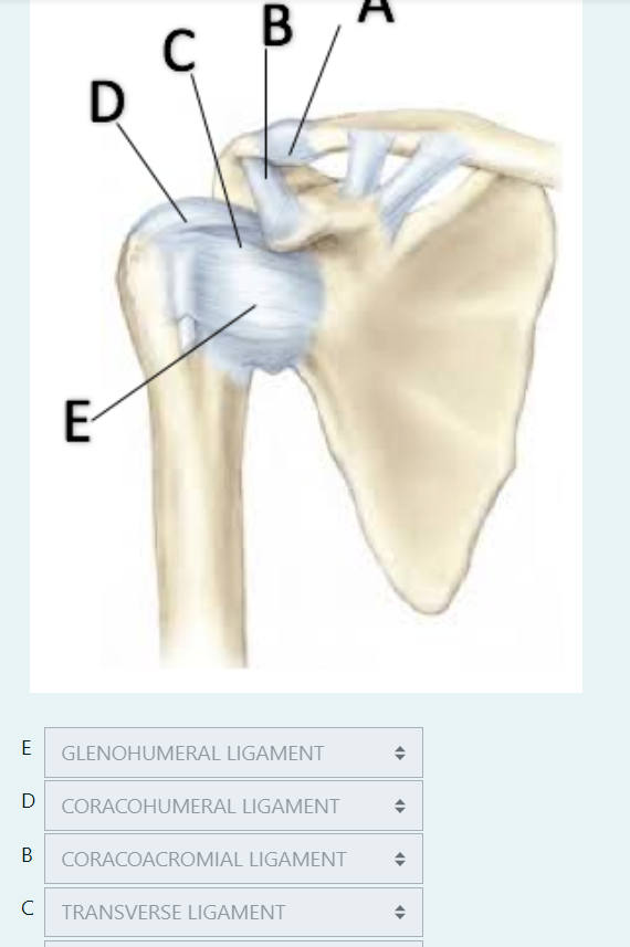 Solved EAnswer 1GLENOHUMERAL LIGAMENTDAnswer 2CORACOHUMERAL | Chegg.com