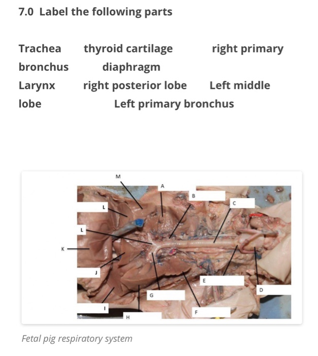 Fetal Pig Respiratory System