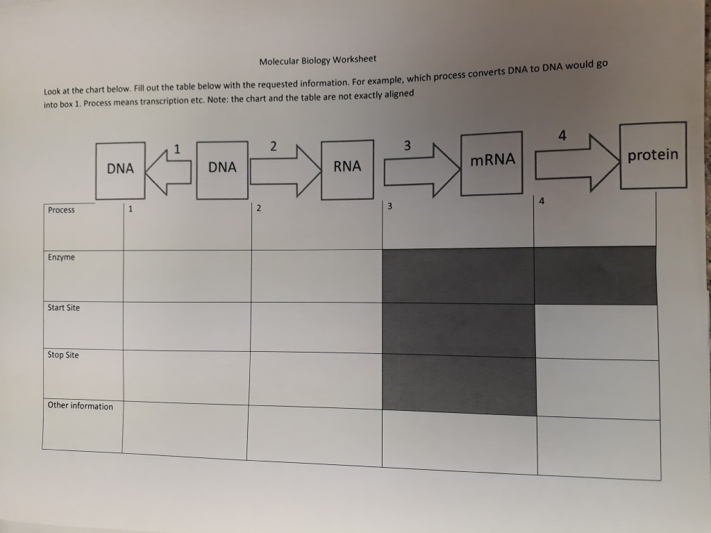 molecular-genetics-worksheet-answers-free-download-qstion-co