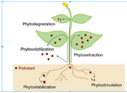 Solved Of the 5 bioremediation processes that can be carried | Chegg.com