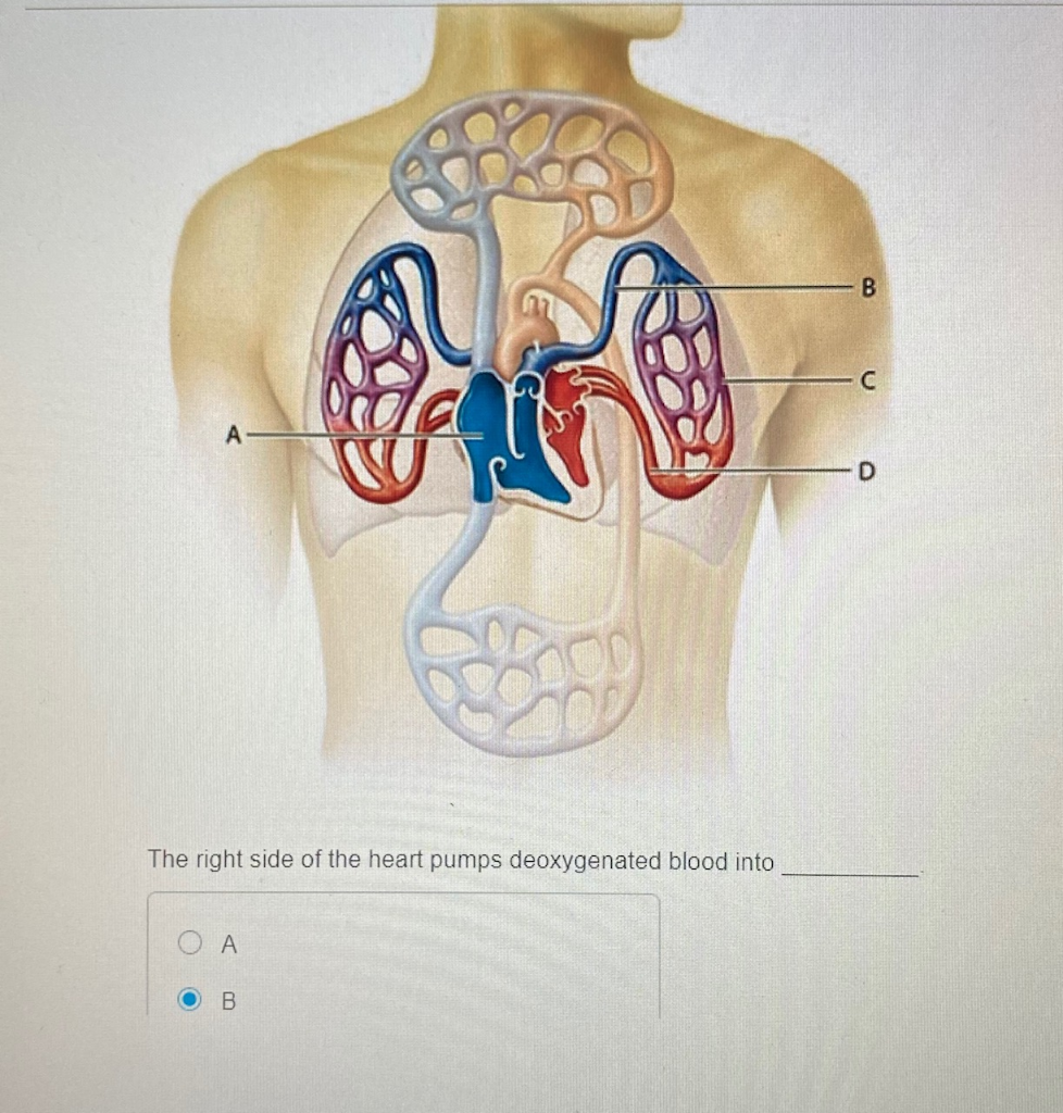 Solved B с A D The right side of the heart pumps | Chegg.com