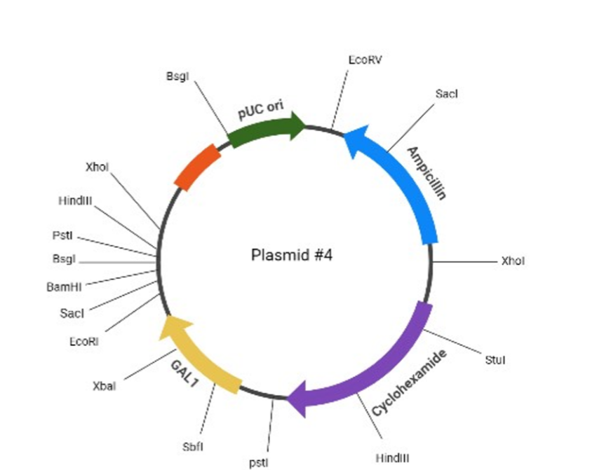 Solved You have five different plasmid vectors on hand to | Chegg.com