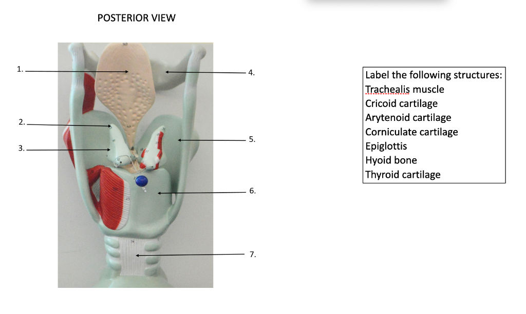 thyroid cartilage model