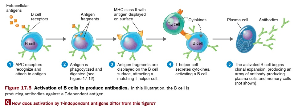 Solved Extracellular Antigens B Cell Receptors Antigen | Chegg.com