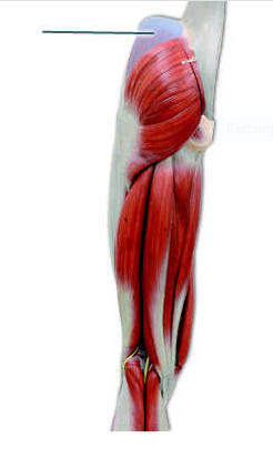 Solved Which muscle is highlighted? O semimembranosus O | Chegg.com