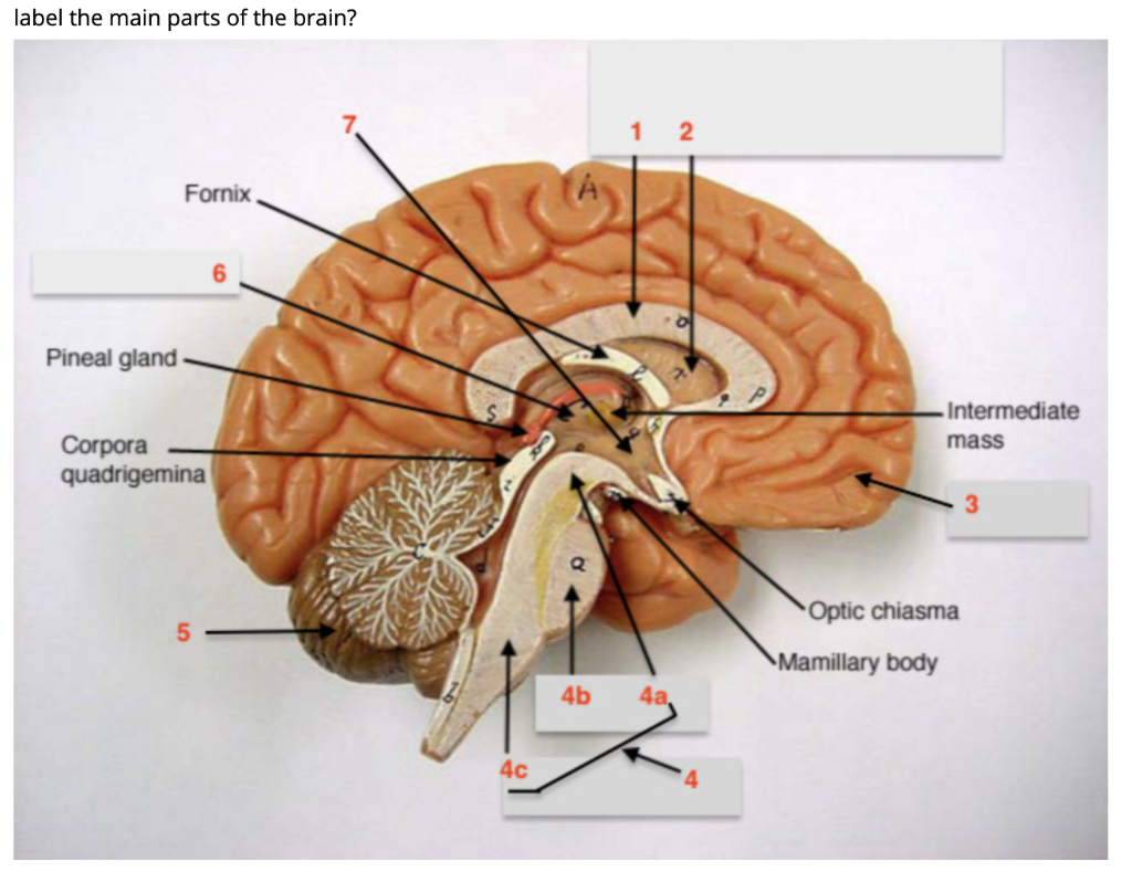 Intermediate Mass Of Thalamus Slidesharetrick