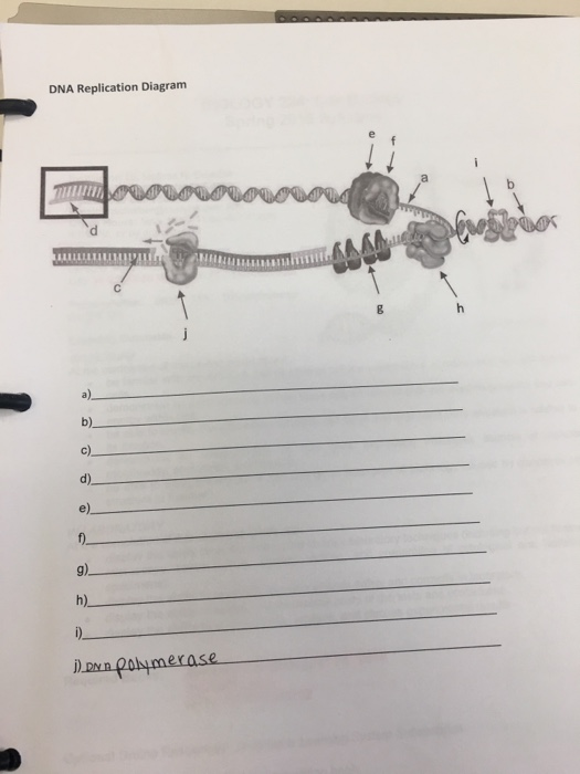 Solved DNA Replication Diagram | Chegg.com