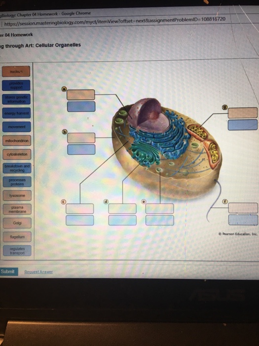 Solved: Biology: Chapter 04 Homework-google Chrome Https   